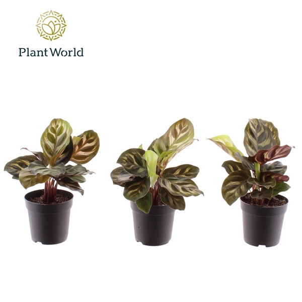 <h4>Calathea Makoyana 7 cm</h4>