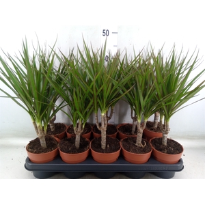 Dracaena marg.