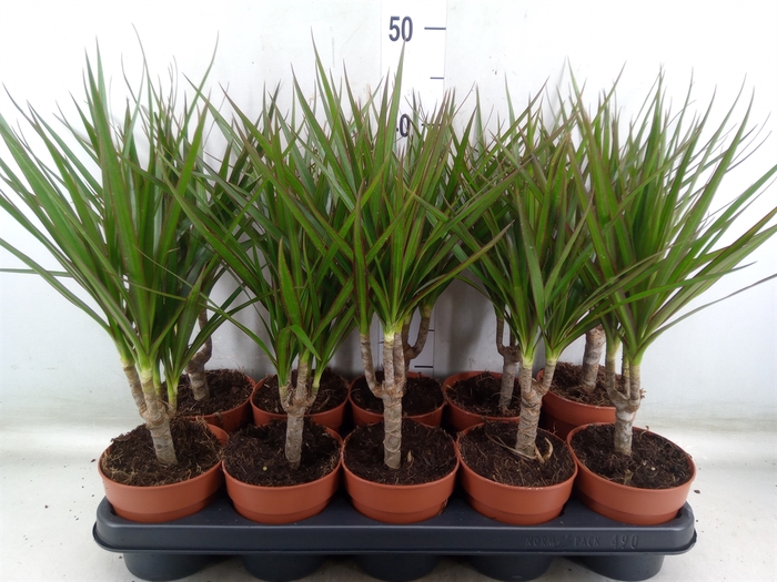<h4>Dracaena marg.</h4>