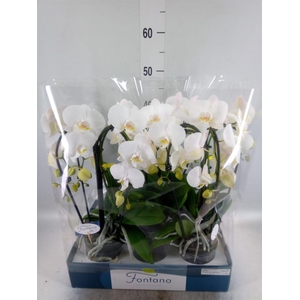 Phalaenopsis   ...white