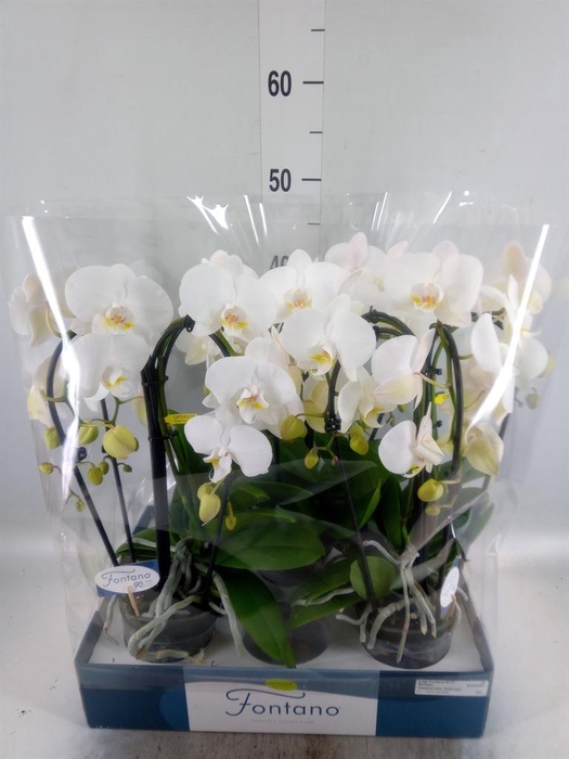 <h4>Phalaenopsis ...white</h4>
