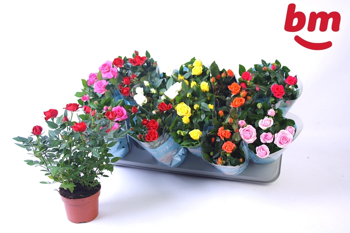 <h4>RO B MONDE GEM 7 SRT</h4>