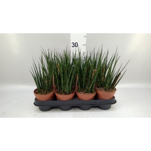 Sansevieria  'Fernwood'
