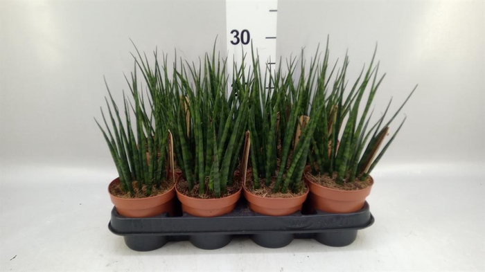 <h4>Sansevieria  'Fernwood'</h4>