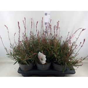 Gaura lindheimeri   ...