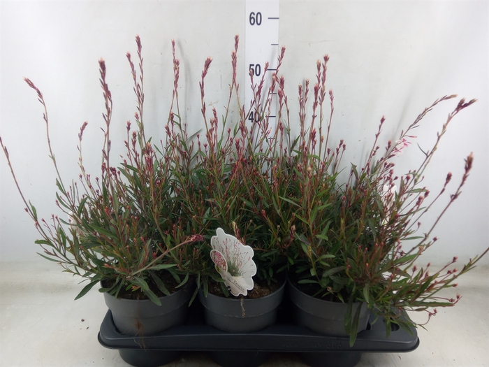 <h4>Gaura lindheimeri   ...</h4>