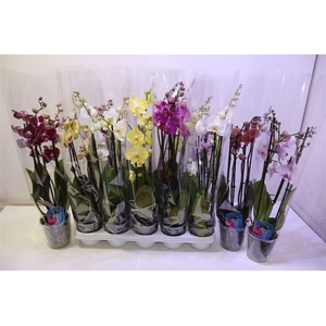 arr8 Phal Gem 4 Tak Mix