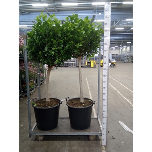 Ficus microcarpa 'Moclame'