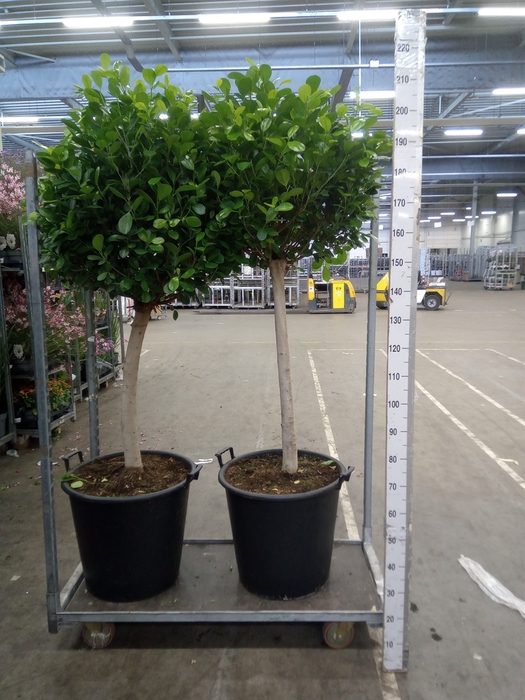 <h4>Ficus microcarpa 'Moclame'</h4>