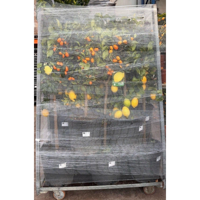 <h4>CITR MARGARITA</h4>