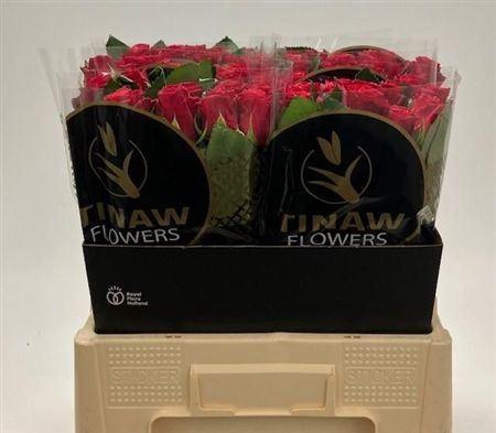 <h4>R Gr Tacazzi</h4>