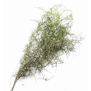 Asparagus Wild Italy 80 Cm
