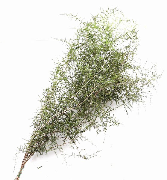 <h4>Asparagus Wild Italy 80 Cm</h4>