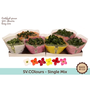 Kalanchoë Single Mix in SV.COloursleeve