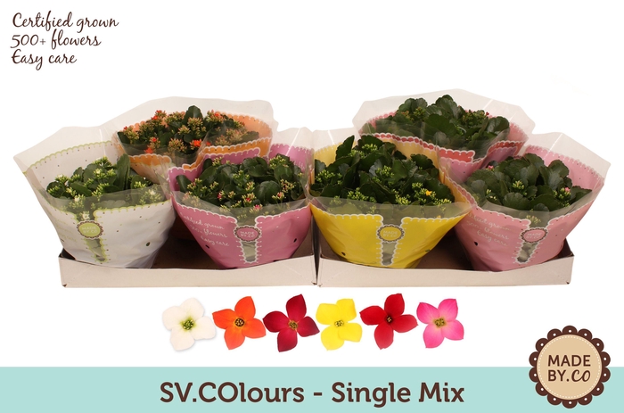 <h4>Kalanchoë Single Mix in SV.COloursleeve</h4>