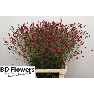 SANG OF ORIENT DREAM