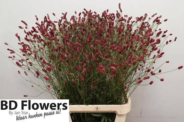 <h4>SANG OF ORIENT DREAM</h4>