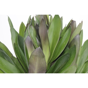 FOLHAGEM DRACENA POA