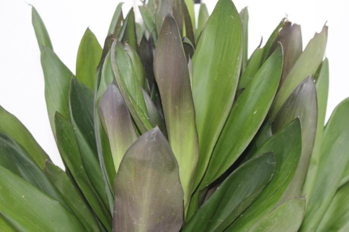 <h4>FOLHAGEM DRACENA POA</h4>