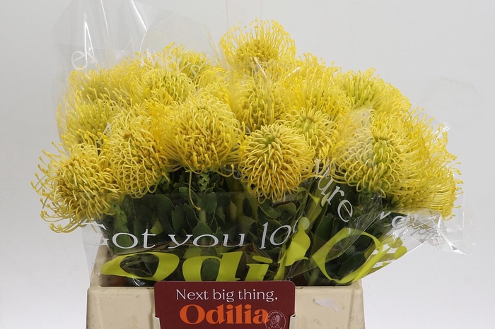 <h4>Nutans High Gold</h4>