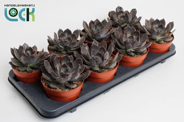 <h4>Echeveria Joost</h4>