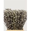 Salix Wilgenkatjes 50cm P Stem