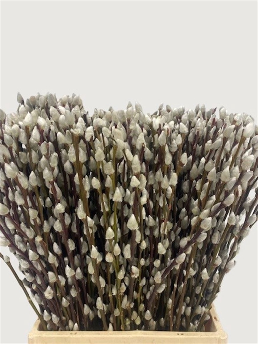 <h4>Salix Wilgenkatjes 50cm P Stem</h4>