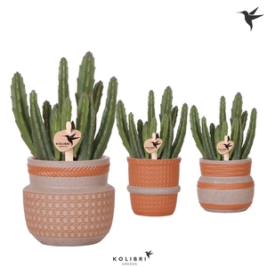 Kolibri Greens Stapelia Leendertziae in Ethnic pot terracotta mix