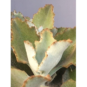 KALANCHOE BEHARENSIS