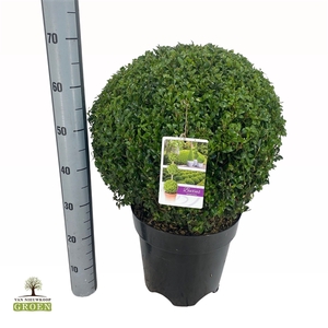 Buxus sempervirens Bol 45