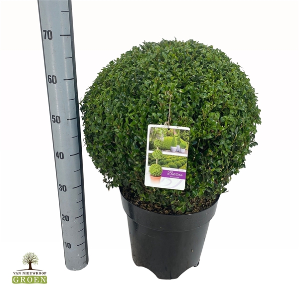 <h4>Buxus sempervirens Bol 45</h4>