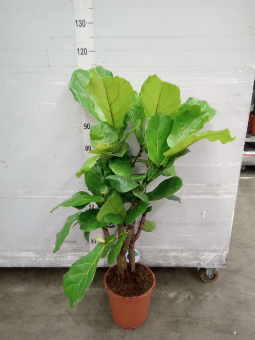 <h4>Ficus lyrata</h4>