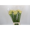 Agapanthus Gletsjer