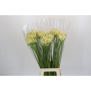 Agapanthus Gletsjer