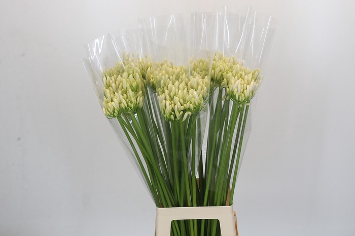 <h4>Agapanthus Gletsjer</h4>