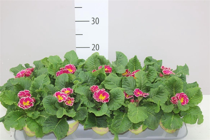 <h4>Primula Acaulis Ily Sweetie</h4>