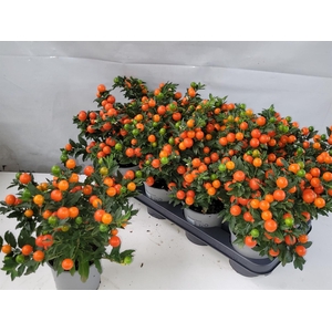 Solanum pseudocapsicum 'Bartoli'