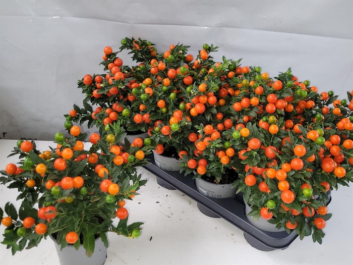 <h4>Solanum pseudocapsicum 'Bartoli'</h4>