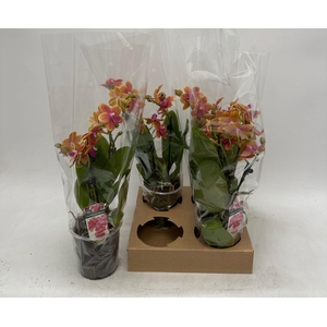 PHAL OV ORANJE