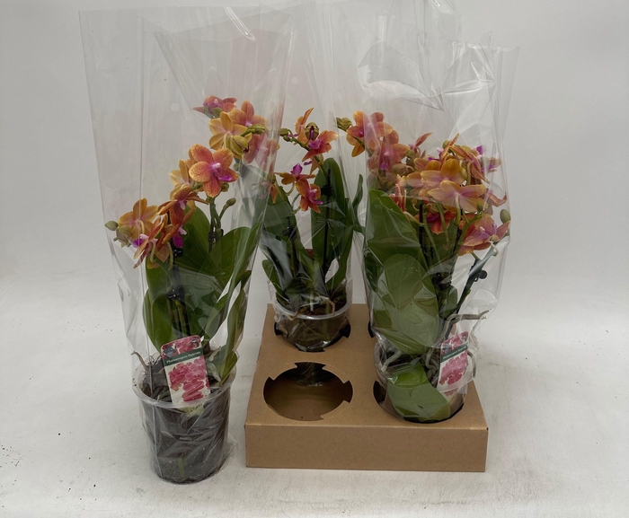 <h4>PHAL OV ORANJE</h4>