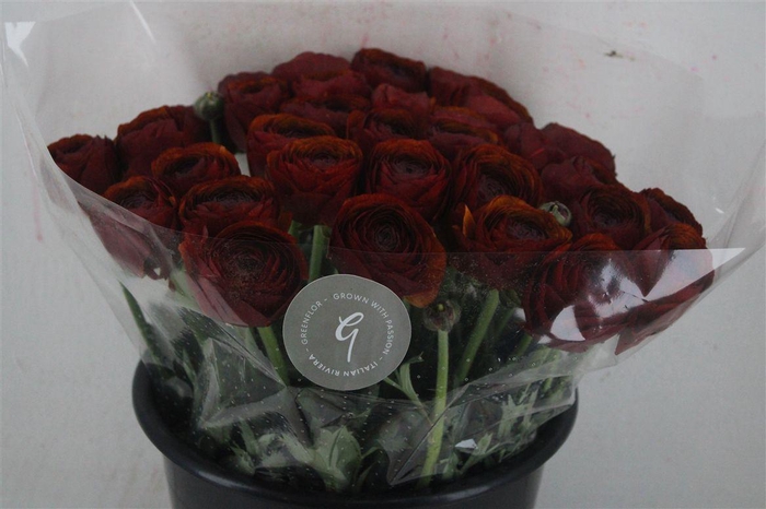 <h4>Ran Cloni Sup Brownie</h4>