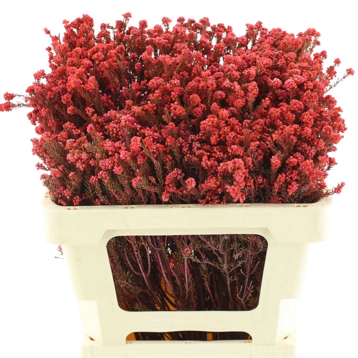 <h4>Kaaps Rock Phylica Klb Orange</h4>