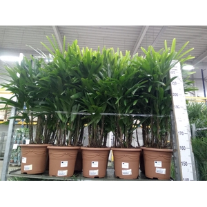 Rhapis excelsa