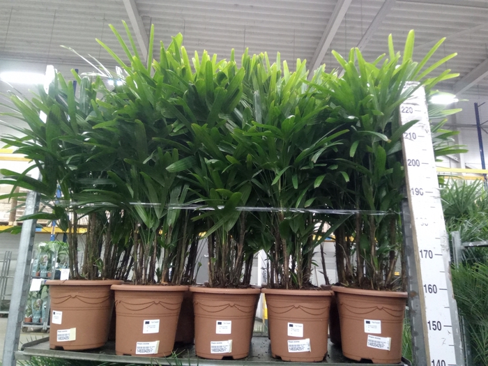 <h4>Rhapis excelsa</h4>