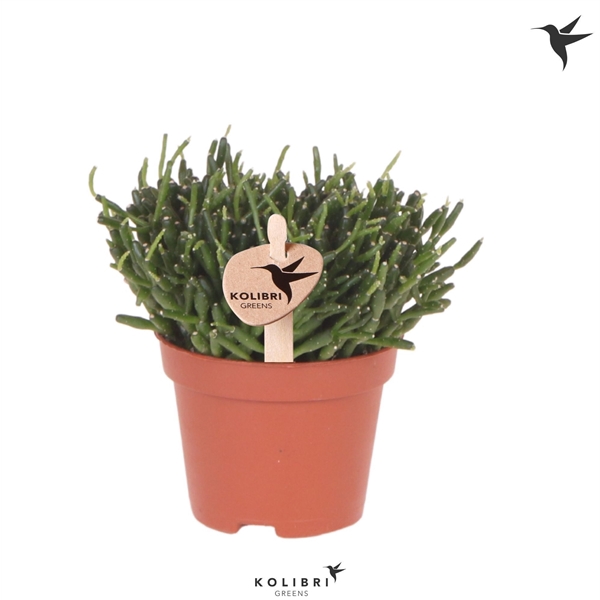 <h4>Kolibri Greens Rhipsalis Baccifera</h4>
