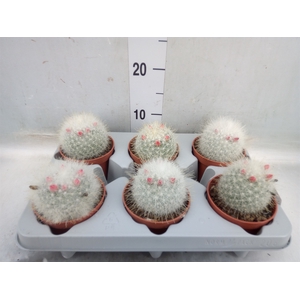 Mammillaria