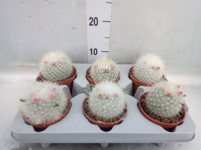 Mammillaria