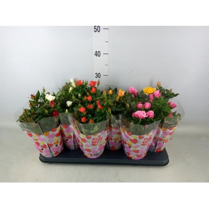 Rosa  'Star Roses'   ...mix