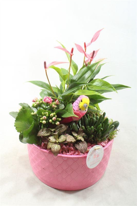 <h4>AT004 ANT PINK</h4>