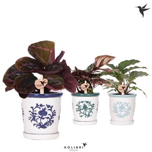 Kolibri Greens Calathea mix in Malaga pot blue mix
